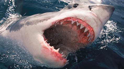 How to survive a shark attack – or better yet, avoid .
